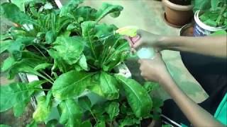 How to use Neem oil for spraying on plants [upl. by Asilak]