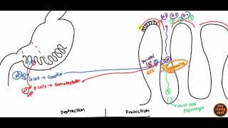 Peptic Ulcer for USMLE Step 1 and USMLE Step 2 [upl. by Elvie]