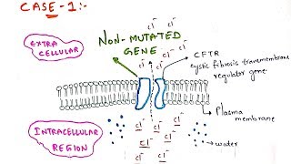 Cystic fibrosis  CFTR gene mutation  Molecular mechanism  Bio science [upl. by Netsirt]