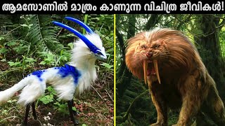 ആമസോൺ കാടുകളിൽ ഒളിഞ്ഞിരിക്കുന്ന അപകടങ്ങൾ  DEAD LIST ANIMALS IN AMAZON RAINFOREST STORIFY MALAYALAM [upl. by Arelc]