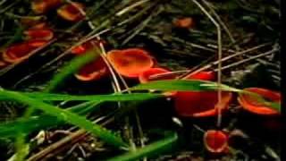 Biology Of Fungi Part 2 [upl. by Kcaj]