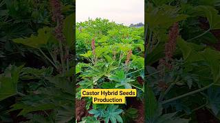 Castor hybrid seeds production seed castor shorts [upl. by Janene842]