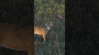 This Broadhead Blew Through THIS BUCK 🦌 [upl. by Mirabel]