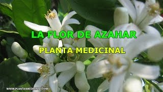 La Flor de Azahar  Propiedades y Beneficios [upl. by Beane646]