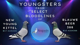 Premium Racing Pigeon Youngsters 2023 from Angwin Family Pigeons [upl. by Ailongam]