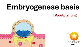 Embryologie Van bevruchting tot innesteling dag 1  10  Voortplanting [upl. by Ecire502]