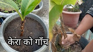 How to report bana treecare of bana plant in pot 🌴🌴 in nepali  Rewatisgarden [upl. by Takashi]