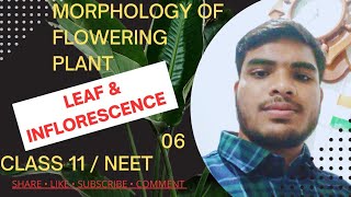 LEAF  INFLORESCENCE  MORPHOLOGY OF FLOWERING PLANT 06  CLASS 11 NEET  NCERT IN HIND [upl. by Fishbein]