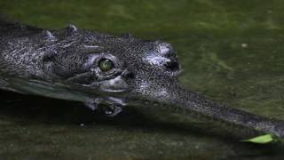 Teaser Kommentierte GavialFütterung im Aquarium Berlin  Gharial keeper talk in Aquarium Berlin [upl. by Arlina291]