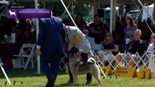 Norwegian Elkhounds  Breed Judging 2022 [upl. by Guthry]