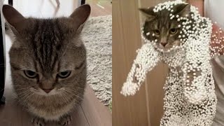 Try Not To Laugh 🤣 New Funny Cats Video 😹  Tuxedo Cat Part 64 [upl. by Conan815]