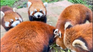 Red Panda ASMR Bamboo Eating redpanda cute [upl. by Attolrac789]