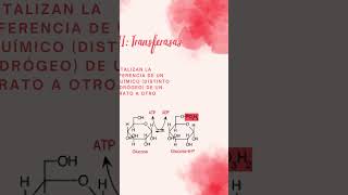 clasificación de enzimas clase 2 transferasas ciencia bioquimica chemistry [upl. by Georas]