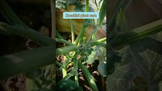 Pruning zucchini plants  shorts  plant  nature  gardening [upl. by Obeng]