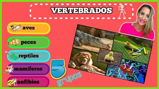 Los 5 Grupos de Animales VERTEBRADOS para NIÑOS [upl. by Bruyn118]