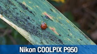 Nikon COOLPIX P950 07052023 [upl. by Jp400]