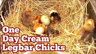 One Day Old Cream Legbar Chicks [upl. by Adama]