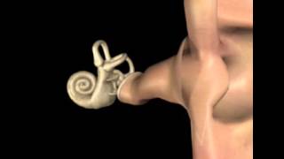 Oreille en 3D  S Blatrix [upl. by Pickering]