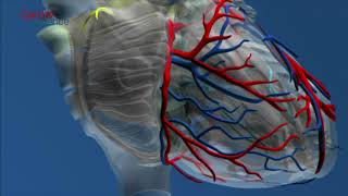 clase CARDIO UV 2020 FISIOLOGIA Y FISIOPATOLOGIA VASCULAR CORONARIA [upl. by Nhguavaj119]