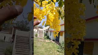 shorts medicine plant amaltas treeviralvidio trandingvidio todays Ayurveda [upl. by Jannel]