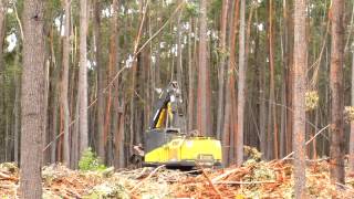 Harvesting Eucalyptus in NSW  The trees never explote ever [upl. by Aliber]