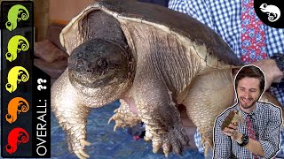 Common Snapping Turtle The Best Pet Turtle [upl. by Mandell568]