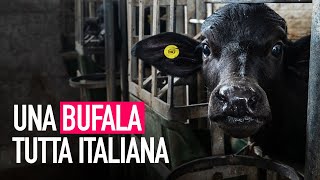 Una bufala tutta italiana la verità dietro la mozzarella di bufala [upl. by Solley]