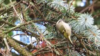 Goldencrowned Kinglet [upl. by Nerhe337]