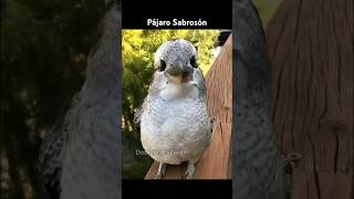 PAJARO SABROSON [upl. by Mallorie184]