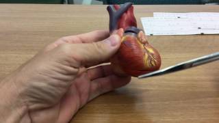 Introduction to the XII Lead ECG I [upl. by Darcie]