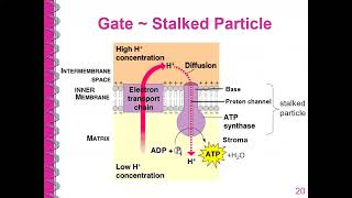 Chemiosmosis and the Role of Electron Transport Chain  Lesson 123  YH Ho [upl. by Lianne]