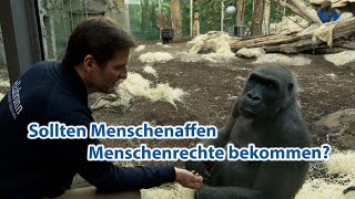 Sollten Menschenaffen Menschenrechte bekommen [upl. by Volkan]