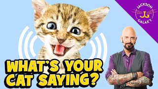 Cat Vocalizations and What They Mean [upl. by Loleta]