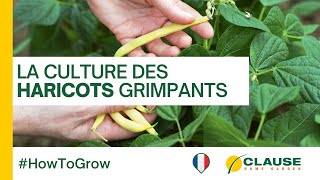 Comment cultiver et récolter les haricots grimpants ou haricots à rames  HowToGrow  HMCLAUSE [upl. by Nirrak]