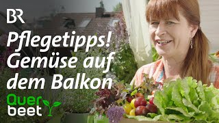 Gemüse auf dem Balkon 5 Pflegetipps Tipps von Sabrina [upl. by Aliuqa]