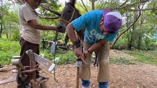 Herrando mula de las manos este es el trabajo que hace un herrador en el rancho [upl. by Haisoj]