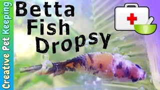 Dropsy and Betta Fish Diseases  Sick Betta Update [upl. by Oel]