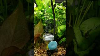 Diffusore Co2 Ista per le piante in acquario [upl. by Supen]