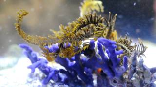 Crinoids walking [upl. by Oconnor]