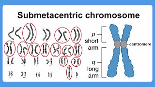 submetacentric chromosome [upl. by Trixi]