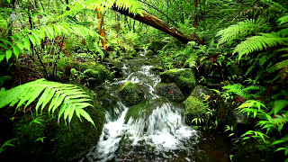 Interactions Among Living and Non Living Things in Tropical Rainforests Coral Reefs and Mangrove Sw [upl. by Garzon]