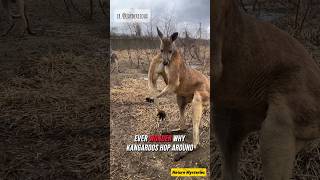 Why Do Kangaroos Hop🦘✨ kangaroo subscribenow youtubeshorts facts shorts [upl. by Onirefes189]