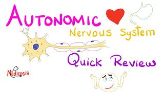 Autonomic Nervous System ANS  Quick Review  Physiology Series [upl. by Anialem]