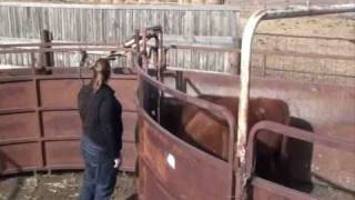 Cattle Handling for Backgrounding Feedlots [upl. by Dorweiler172]