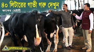 211৩৫৪০ লিটার দুধের গাভী গরু দেখুনজাকের ডেইরী ফার্ম ঢাকা গরুর খামার গরু পালন ।Cow Farm [upl. by Kooima]