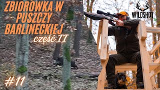 11 Polowanie zbiorowe w Puszczy Barlinieckiej czIIDrivenhunt for Wildboar in Poland [upl. by Lennard]