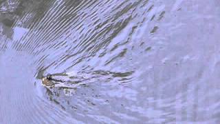 Giant mudskipper swimming in towards the mangrove forest during a rising tide [upl. by Heida]