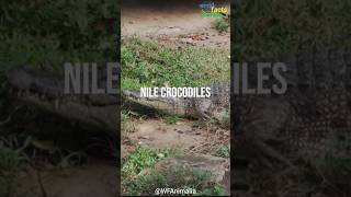 NILE CROCODILES quotJAWquot  World Facts Animalia shorts worldfactsanimalia nilecrocodile [upl. by Alderman]