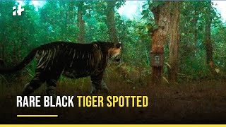 Rare Sighting of a Black Tiger In Odisha [upl. by Sherry]