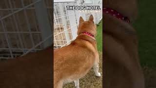 20241116 THE DOG HOTEL はるちゃん [upl. by Absalom]